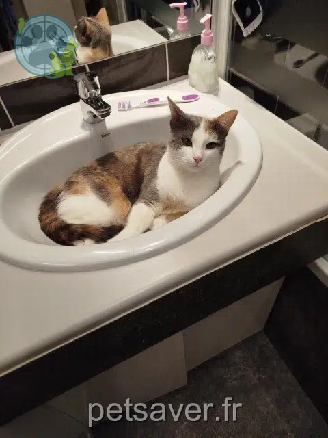 chatte reunited   25000 Besançon Dakota