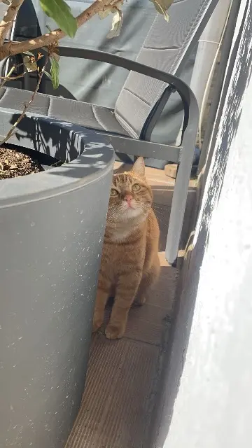 chatte reunited   25000 Besançon garfield