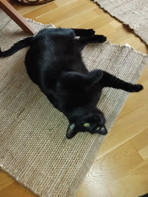 chatte reunited   25000 Besançon Luna