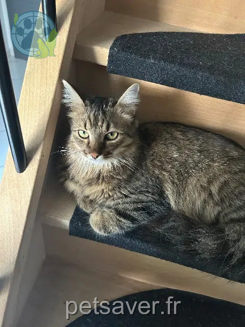 chatte reunited 25000 Besançon Lychee