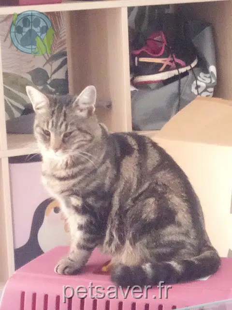 chatte reunited 25000 Besançon Malice