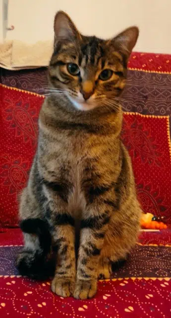 chatte reunited   25000 Besançon Moshi