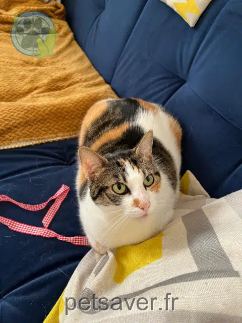 chatte reunited 25000 Besançon Rustine