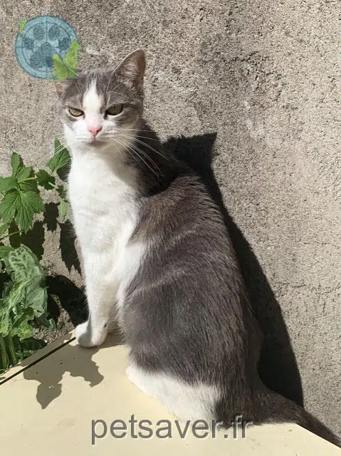 chatte reunited 25000 Besançon Ziggy