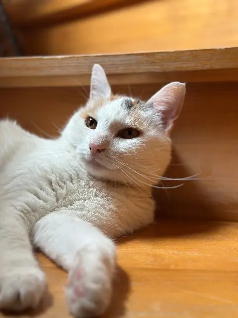 chatte reunited   25300 Pontarlier Bianca