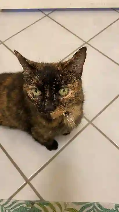 Chatte Perdue 25 Doubs - Canaille Chatte Perdue 25 Doubs - Canaille