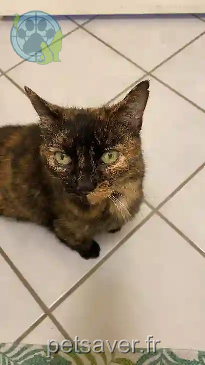 Chatte Perdue 25 Doubs - Canaille Chatte Perdue 25 Doubs - Canaille