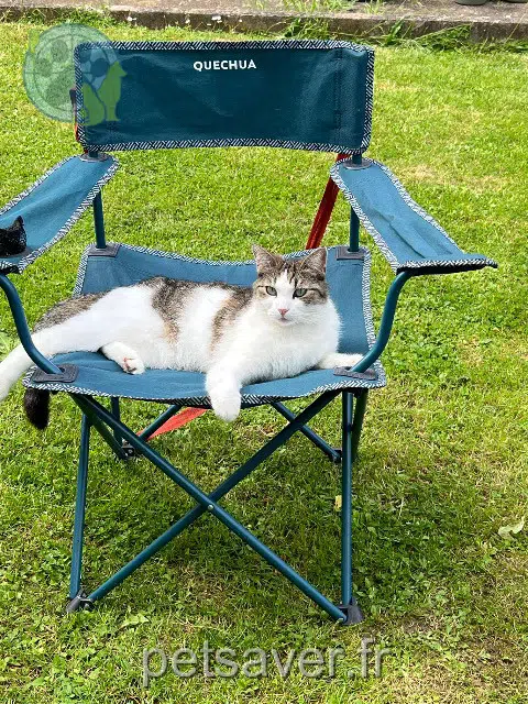 chatte reunited 25200 Montbéliard Chanel