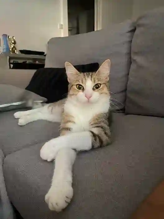 Chatte Trouvée 25 Doubs - Chippi Chatte Trouvée 25 Doubs - Chippi