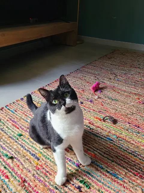 chatte reunited   25660 Morre Cléo