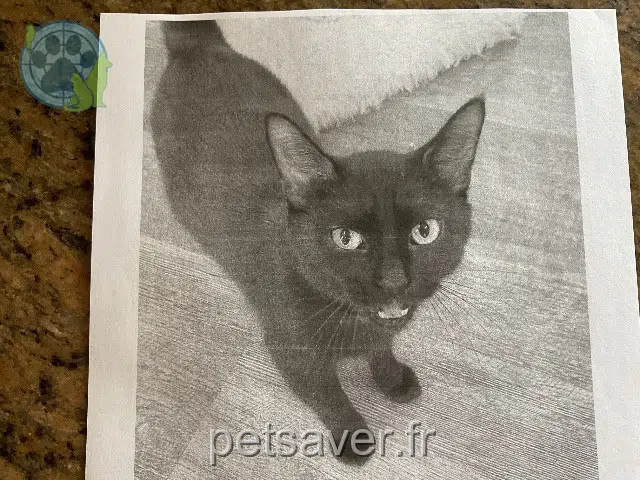 chatte reunited 25770 Franois Ficelle