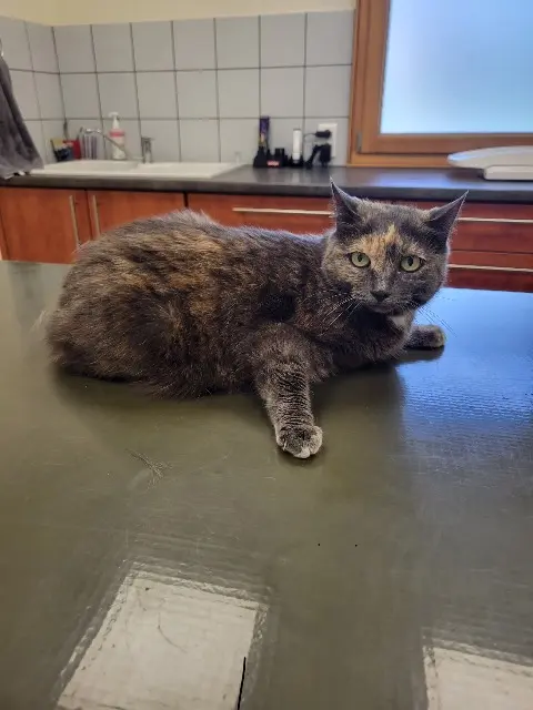 chatte reunited   25300 Houtaud Grisette