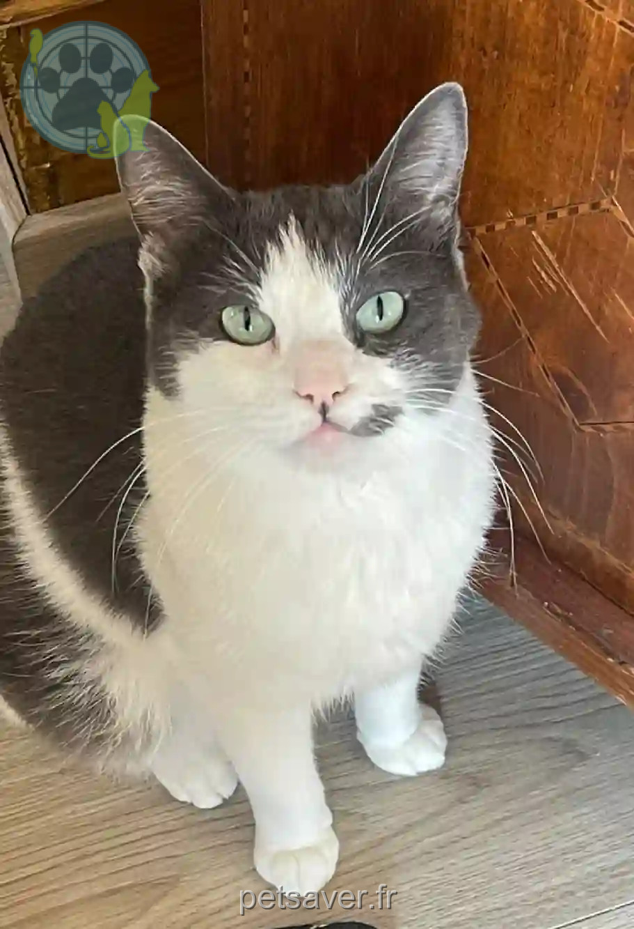Chatte Perdue 25 Doubs - Lila Chatte Perdue 25 Doubs - Lila