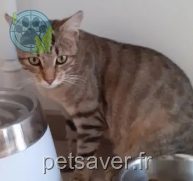 chatte reunited   25320 Rancenay Louna