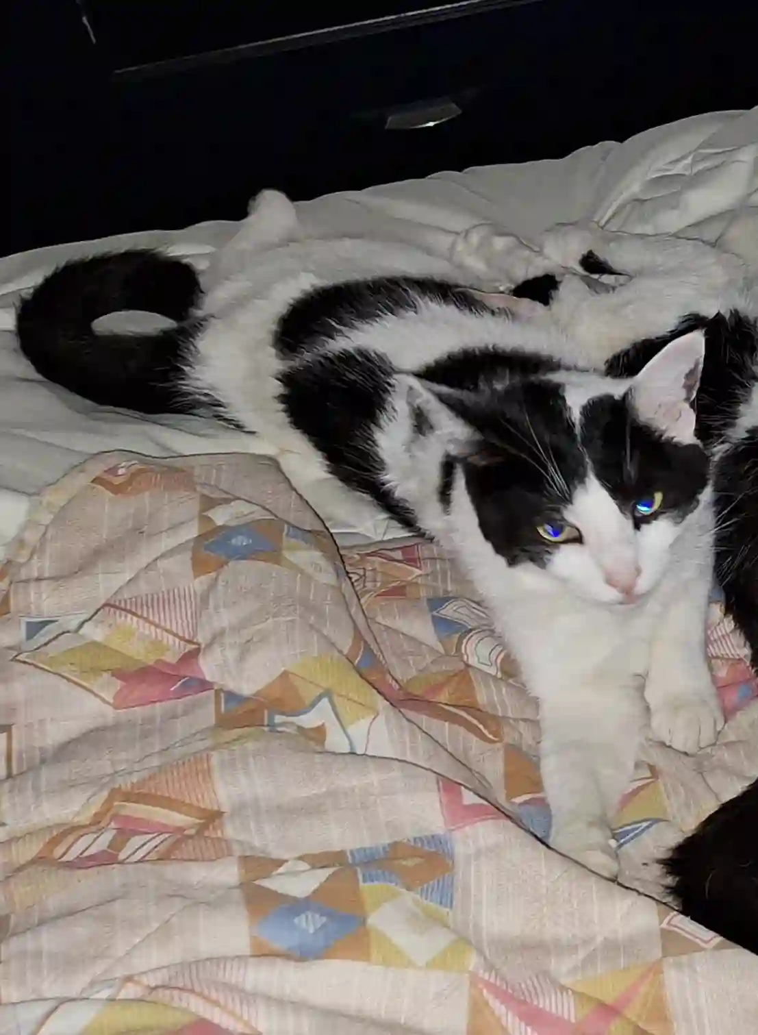 Chatte Trouvée 25 Doubs - Léonie Chatte Trouvée 25 Doubs - Léonie