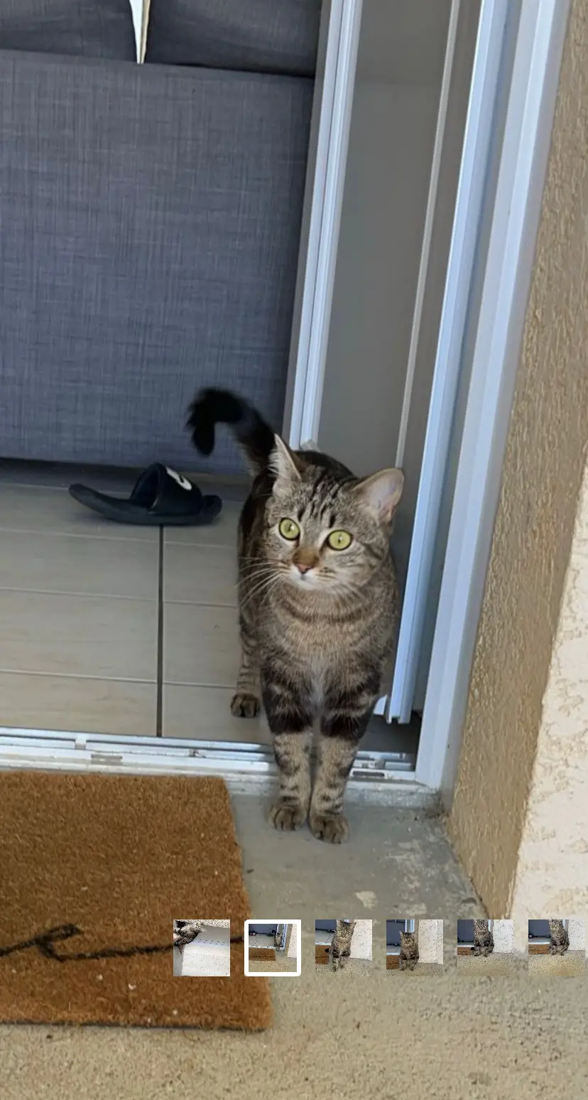 Chatte Perdue 25 Doubs - Mimi Chatte Perdue 25 Doubs - Mimi