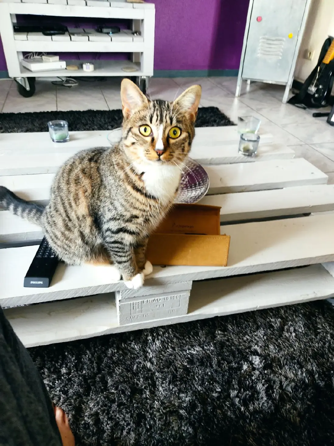 Chatte Perdue 25 Doubs - Nabi Chatte Perdue 25 Doubs - Nabi