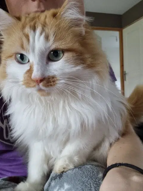 chatte reunited   25350 Mandeure Savannah