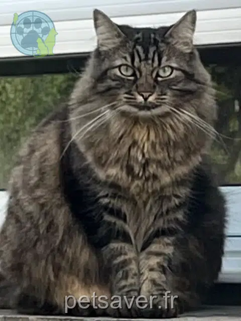 Katze reunited 25410 Corcelles-Ferrières Sushi