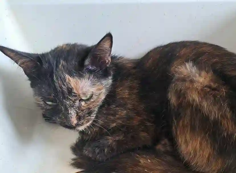 Chatte Trouvée 25 Doubs - Twix Chatte Trouvée 25 Doubs - Twix