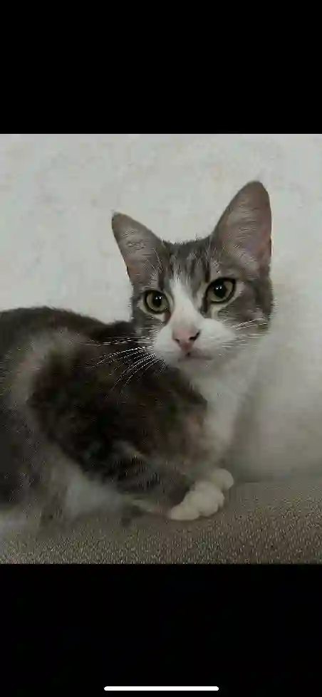 Chatte Trouvée 25 Doubs - Unia Chatte Trouvée 25 Doubs - Unia