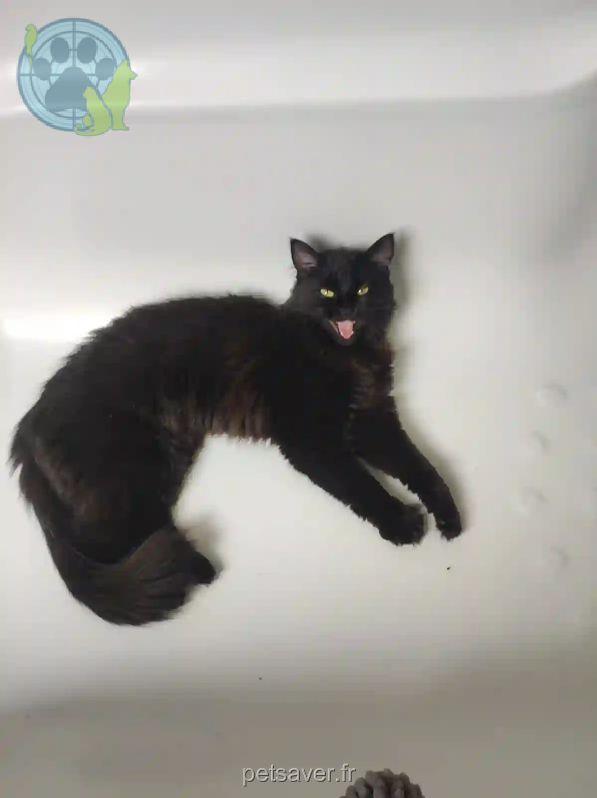 Chatte Trouvée 25 Doubs - Willow-ou-poupette Chatte Trouvée 25 Doubs - Willow-ou-poupette
