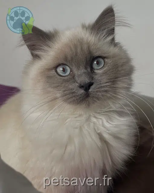 gatta reunited 26100 Romans-sur-Isère Arya