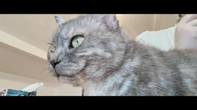 chatte reunited   26190 Saint-Jean-en-Royans Bébé chat