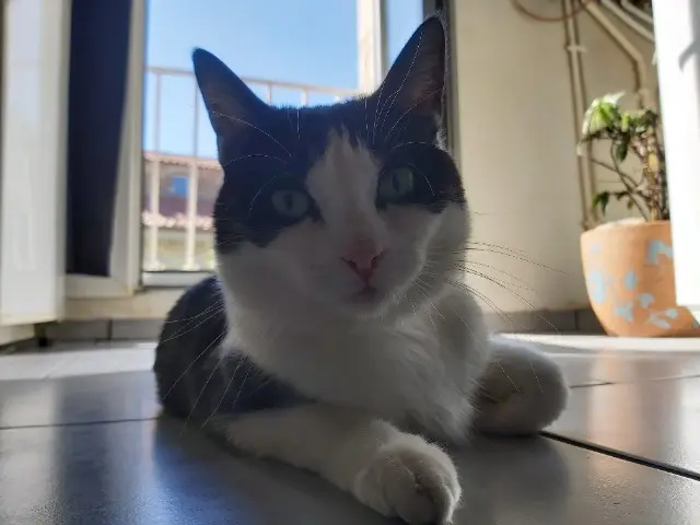 chatte reunited   26130 Saint-Paul-Trois-Châteaux Choupinette