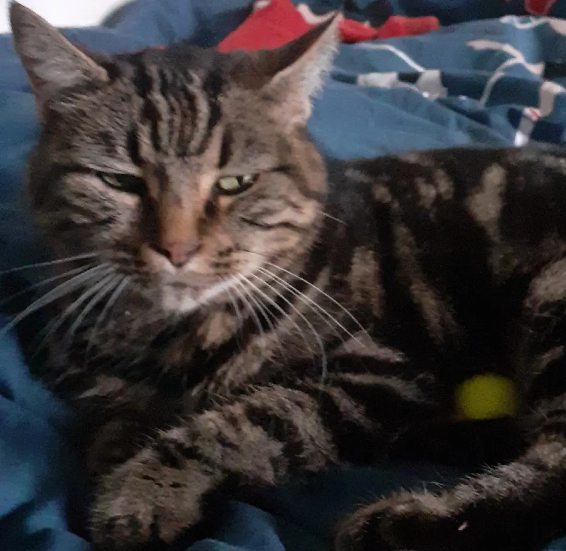 Chatte Perdue 26 Drôme - Kebabe Chatte Perdue 26 Drôme - Kebabe