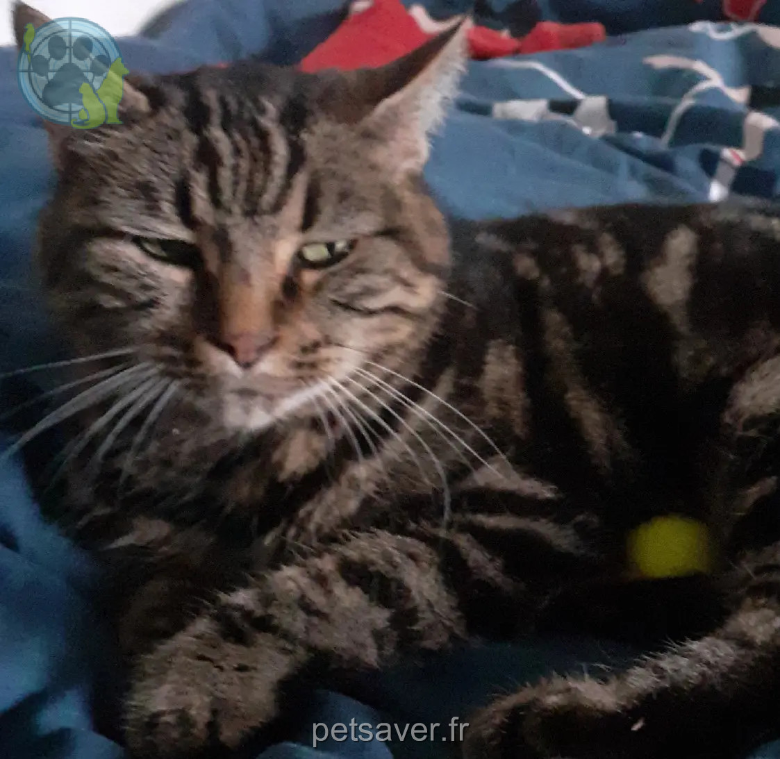 Chatte Perdue 26 Drôme - Kebabe Chatte Perdue 26 Drôme - Kebabe
