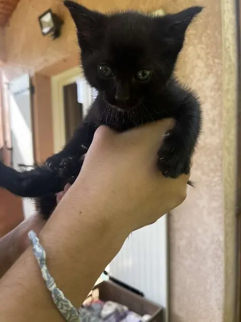 chatte reunited   26120 Chabeuil Leïa