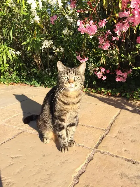 chatte reunited   26600 Chantemerle-les-Blés Lolie