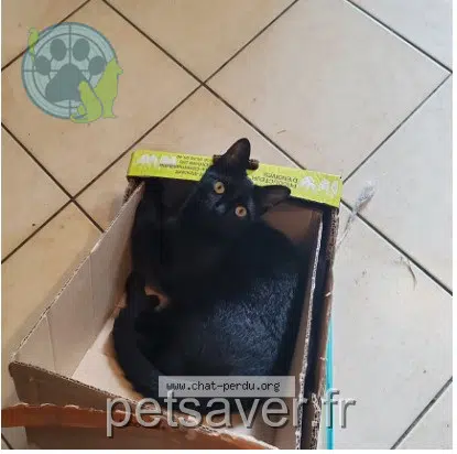 chatte reunited   26190 Saint-Laurent-en-Royans Luna