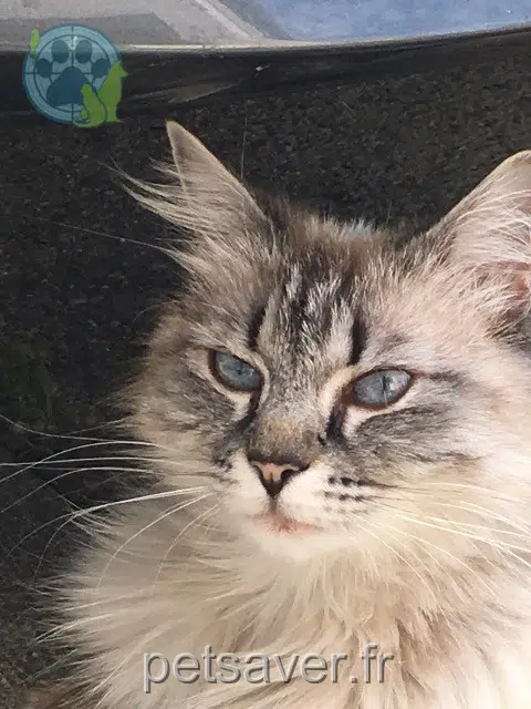 chatte reunited   26320 Saint-Marcel-lès-Valence Olly