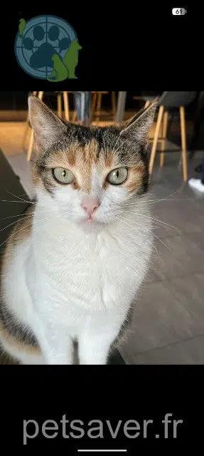 chatte reunited   26320 Saint-Marcel-lès-Valence Paquita
