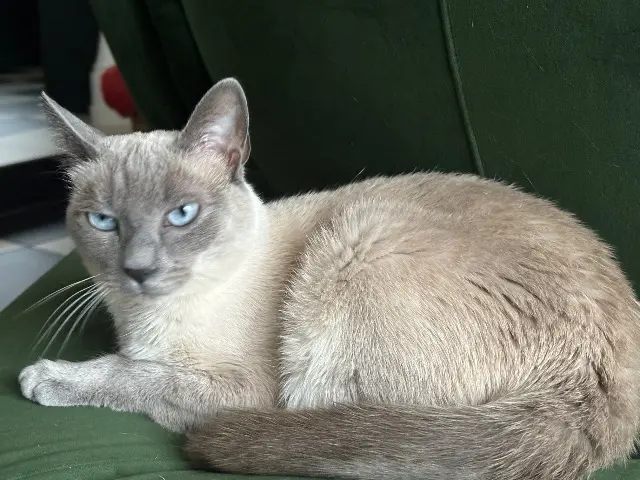 chatte reunited   26240 Saint-Uze Satis