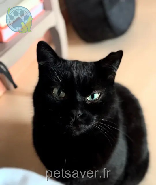 chatte reunited 26110 Nyons Shakti