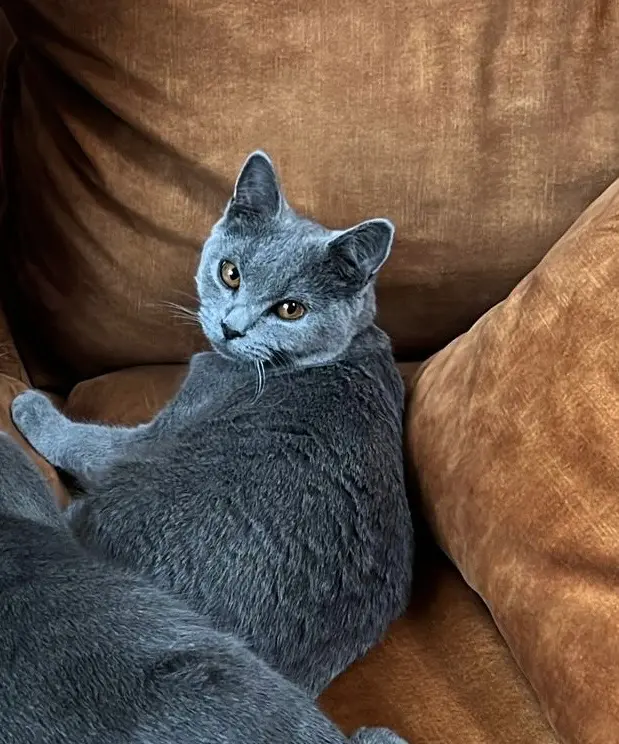 Chatte Trouvée 26 Drôme Chatte Trouvée 26 Drôme