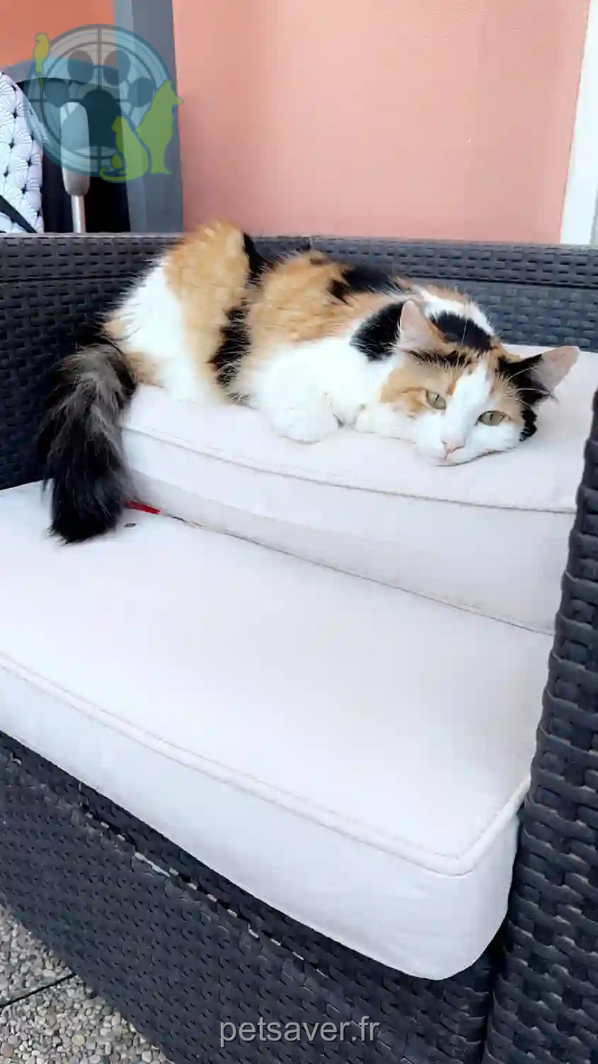 Chatte Trouvée 26 Drôme - Talitha Chatte Trouvée 26 Drôme - Talitha
