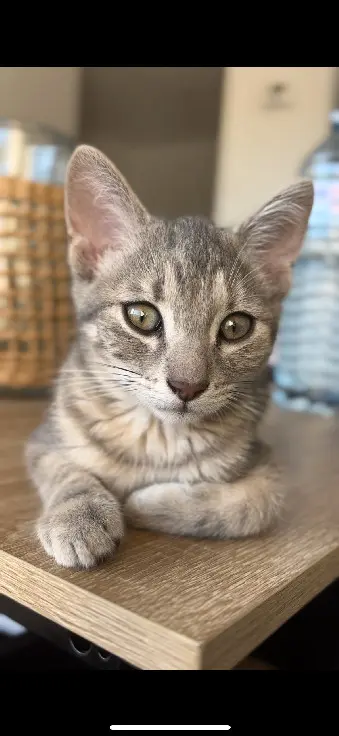 Chatte Perdue 26 Drôme Valence - Moon Chatte Perdue 26 Drôme Valence - Moon