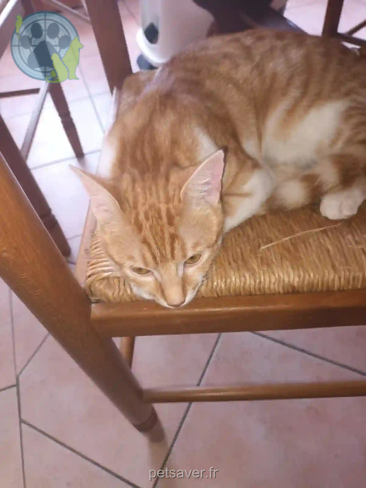 Chatte Perdue 26 Drôme Valence - Urana Chatte Perdue 26 Drôme Valence - Urana