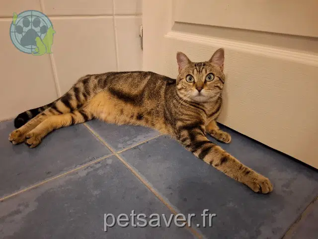 chatte reunited   26120 Chabeuil Vanille