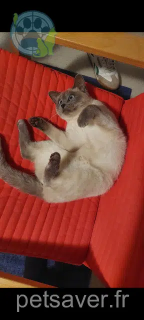 chatte reunited 27450 Saint-Georges-du-Vièvre Alice