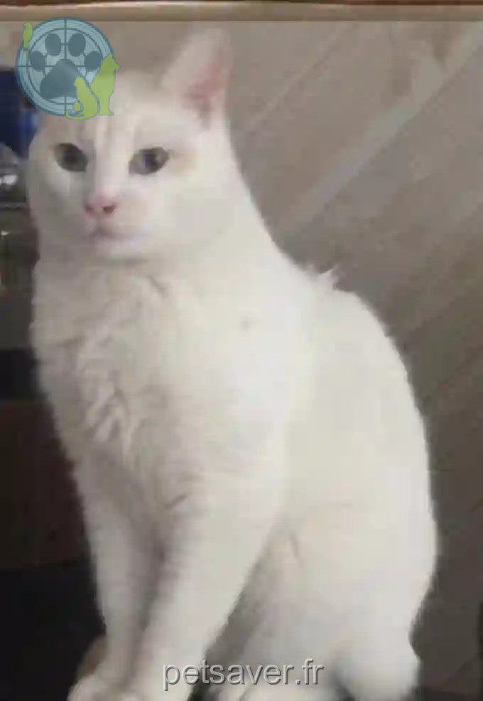Chatte Trouvée 27 Eure - Bleuet Chatte Trouvée 27 Eure - Bleuet