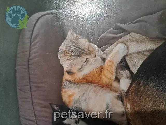 chatte reunited   27530 Ézy-sur-Eure Boulette