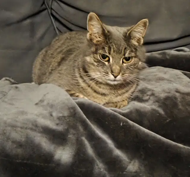 chatte retrouvée 27380 Vandrimare Brook chatte reunited 27380 Vandrimare Brook