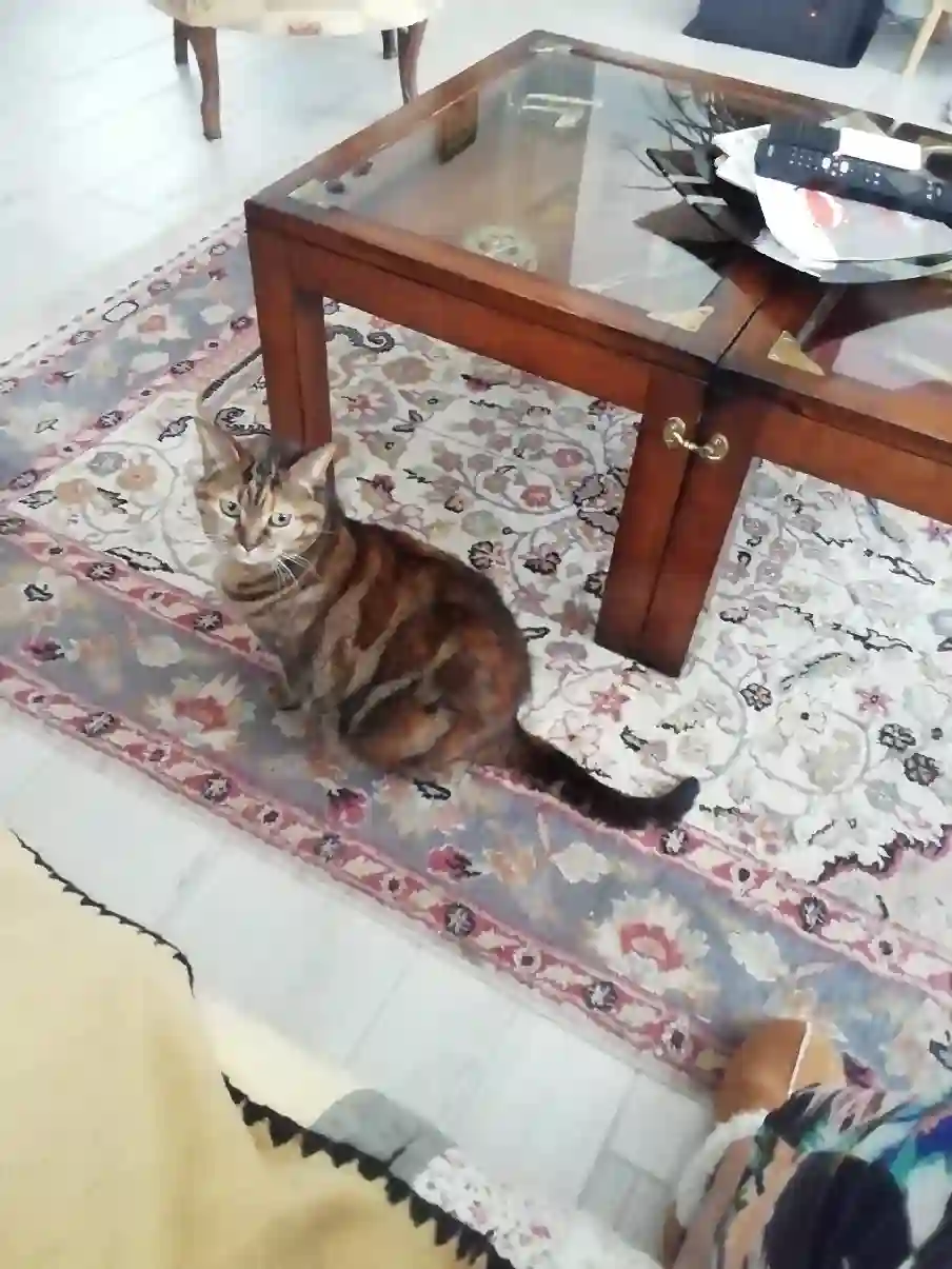 Chatte Trouvée 27 Eure - Chataigne Chatte Trouvée 27 Eure - Chataigne