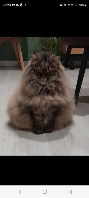 chatte reunited   27520 Grand Bourgtheroulde Nouchka
