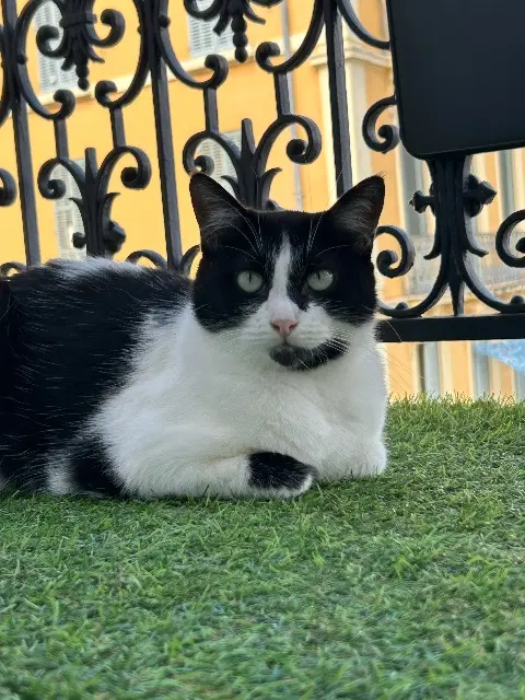 chatte reunited   27780 Garennes-sur-Eure Heïdi